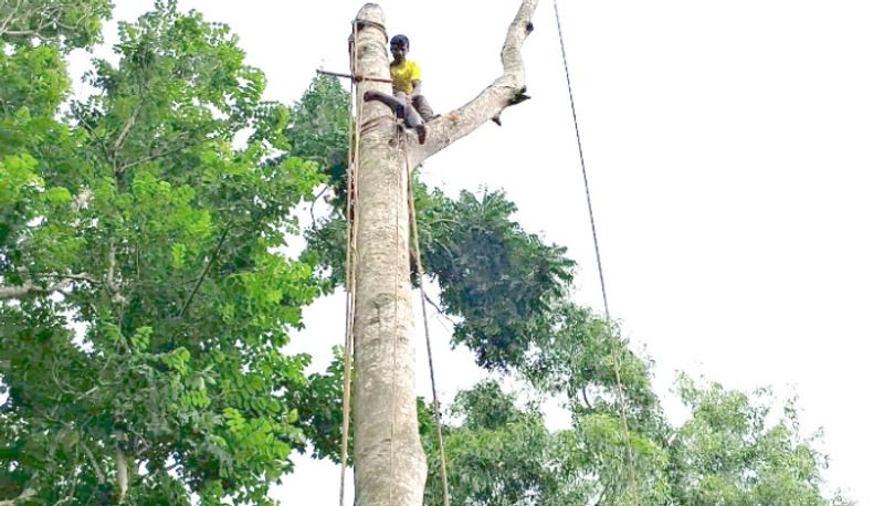 unable to climb down while cutting branches of tree upon it later firemen came to rescue