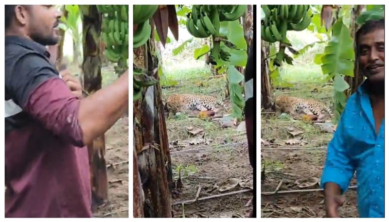 Locals compete to take selfie with leopard that landed in banana plantation 