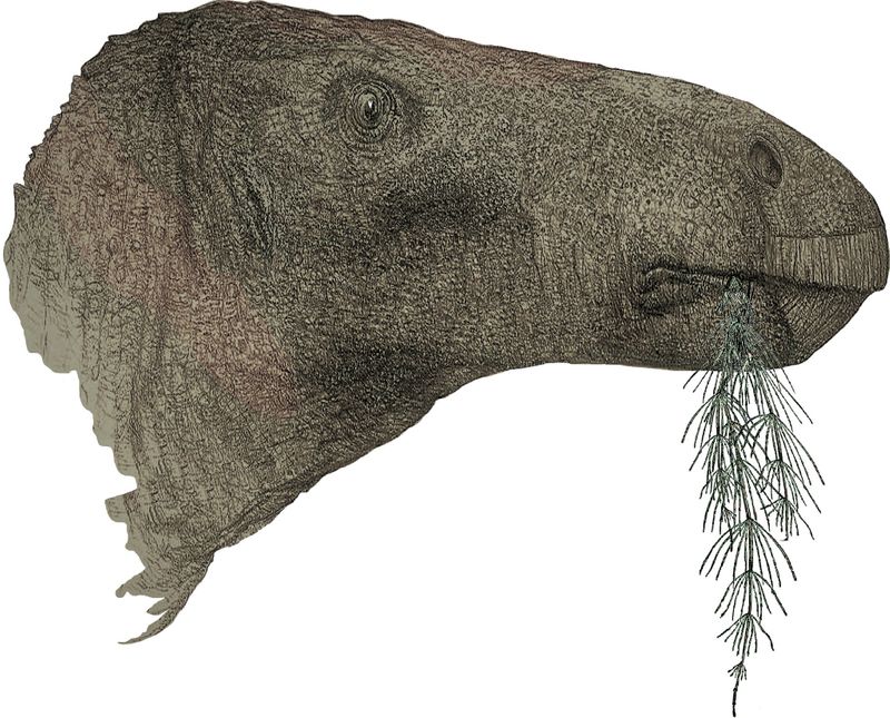 Massive 125-Million-Year-Old Herbivorous Dinosaur's Fossil Found In England sgb