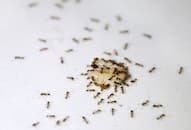 Simple hacks to get rid of ants this monsoon iwh