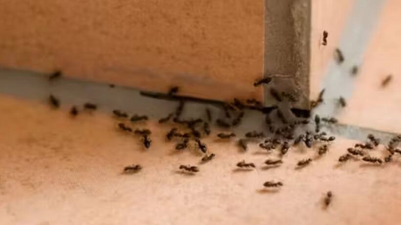 Red Ants in Monsoon