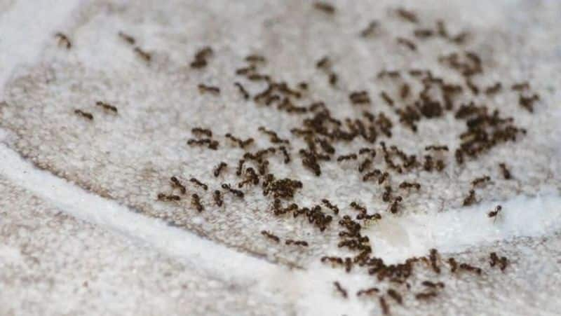 How to get rid of red ants home remedies cheenti bhagane ke upay kxa