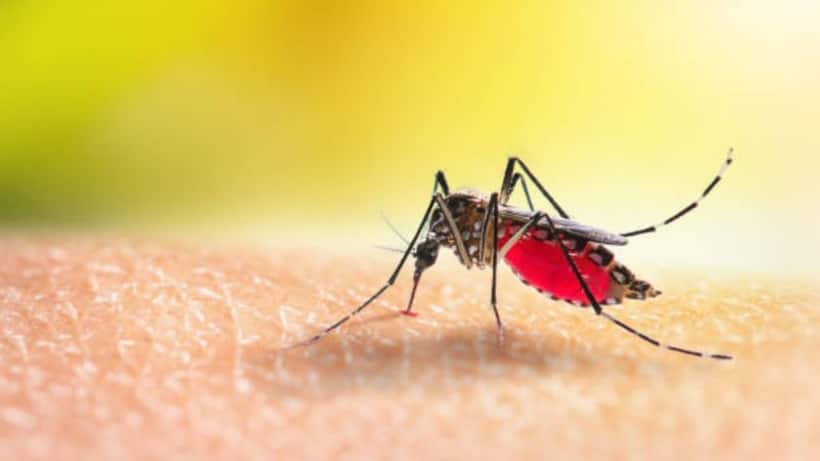 Karnataka Dengue outbreak: Cases cross 9000 mark, over 400 cases reported in last 24 hours
