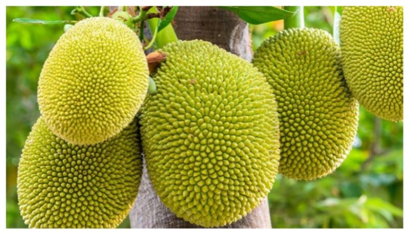 amazing health benefits of jack fruit 