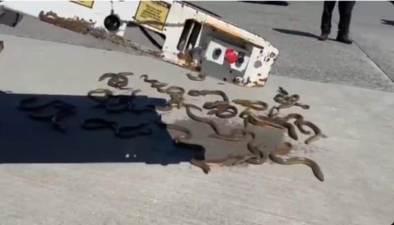 One of the boxes accidently split during unloading from a flight and dozens of live eels got loose