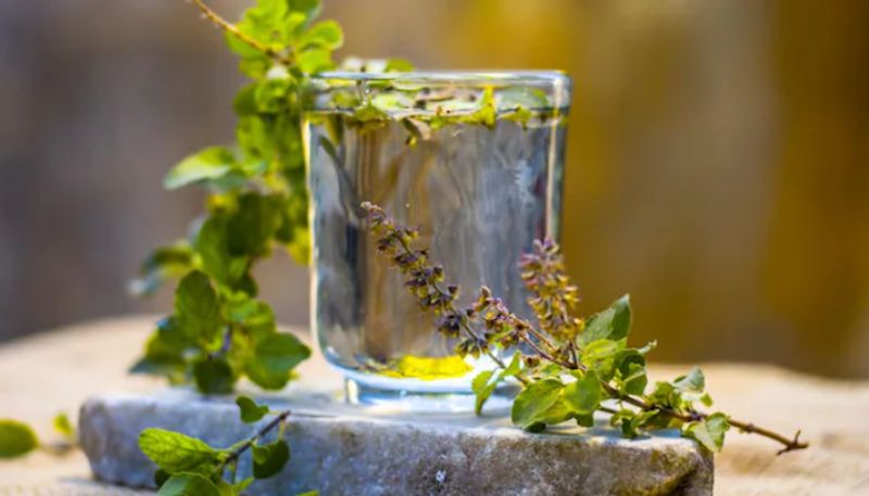 benefits of drinking tulsi water daily 