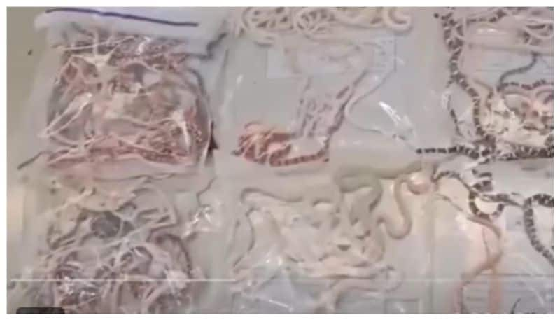 104 snakes tried to be smuggled by hiding them in their undergarments Finally the customs arrested 