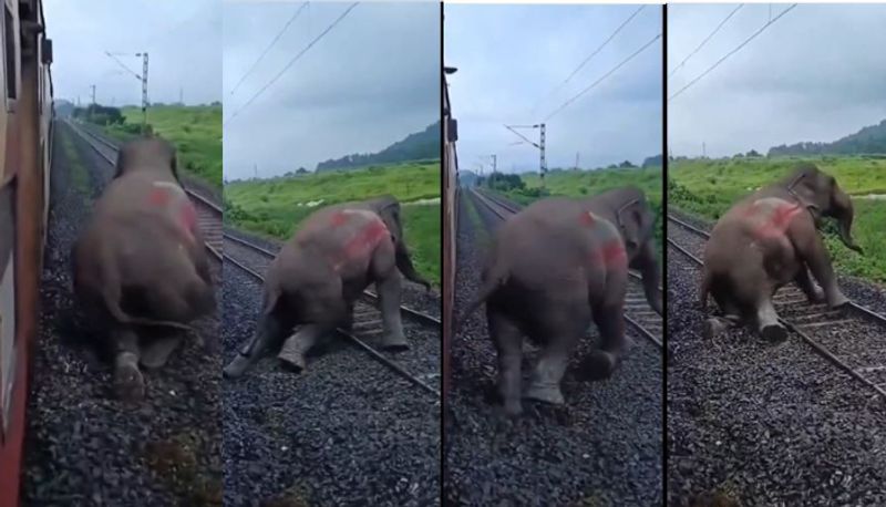 wild elephant died after being hit by train in assam shocking video