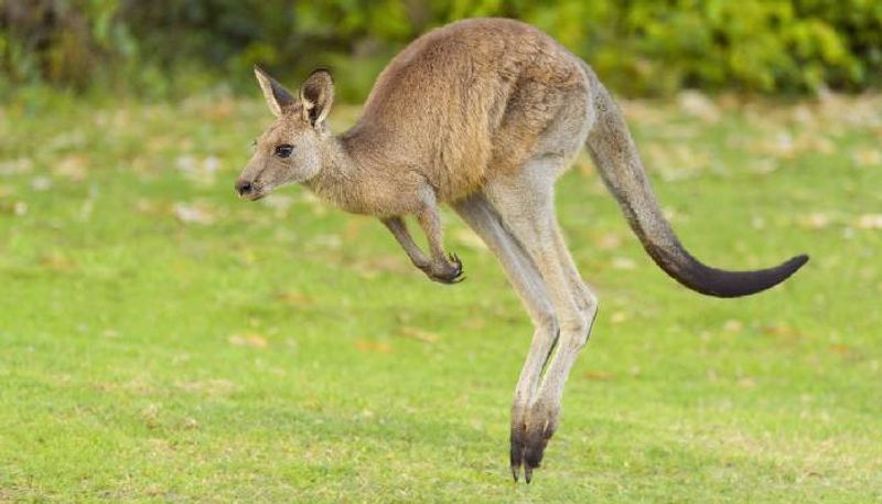 after six months missing kangaroo found 60 km away 