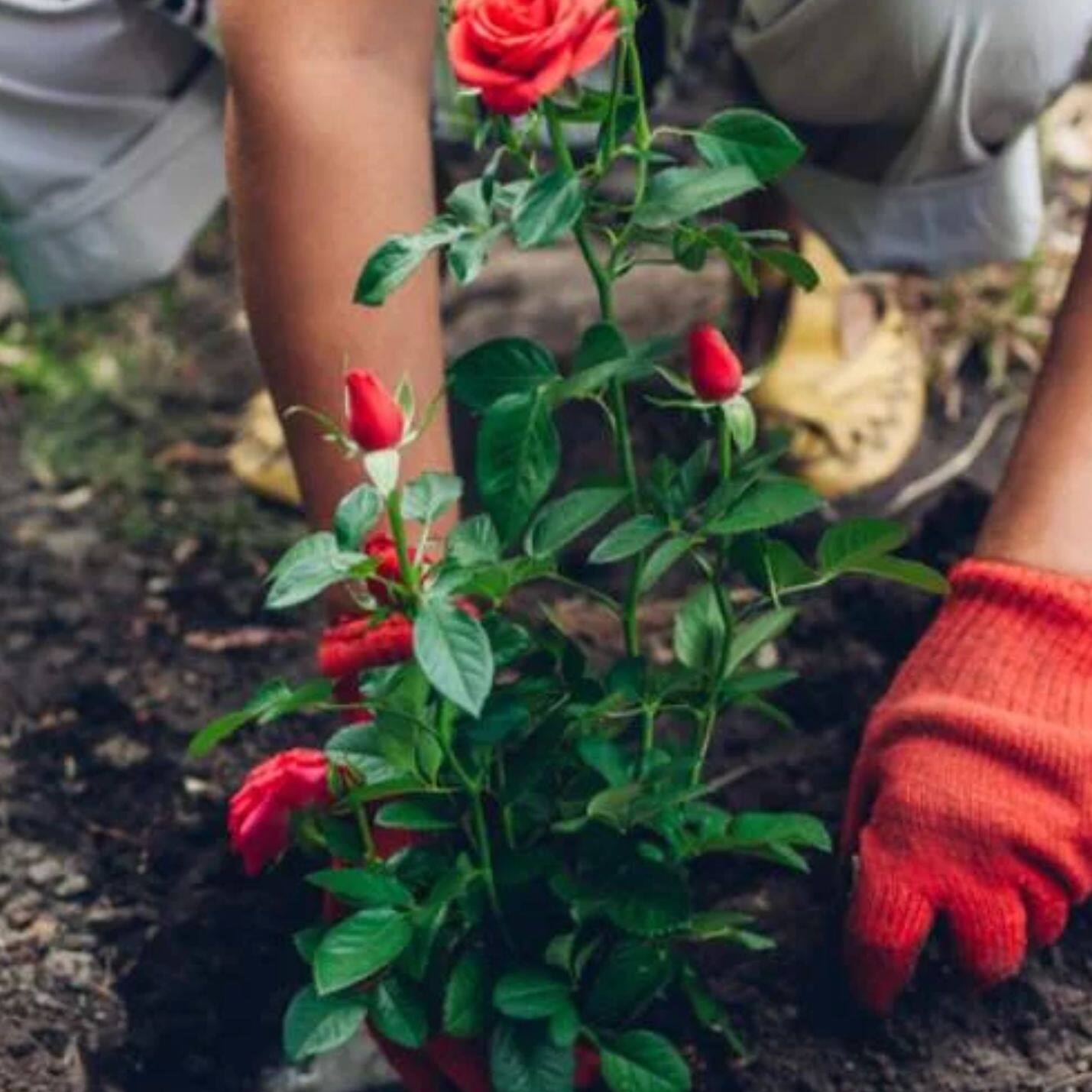 Vastu Tips: Here's where you can plant rose plant; Check benefits