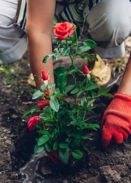 Have a Rose Plant at Home? Avoid This Vastu Mistake