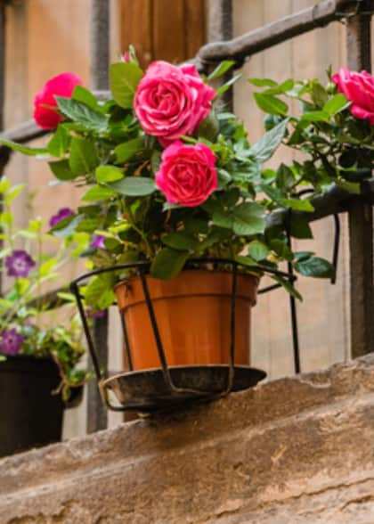 Ideal Direction for Planting