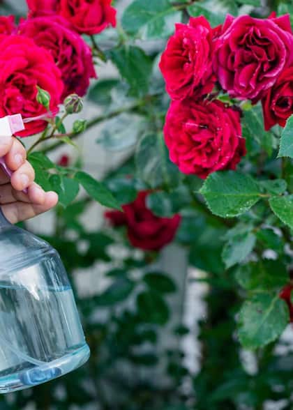 Can You Place a Rose Plant in Front of Your House?