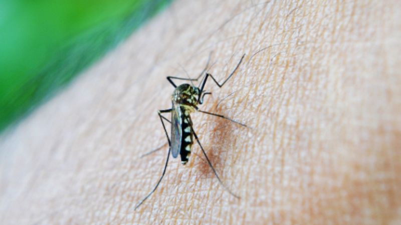 Bengaluru: BBMP to distribute deet cream, Neem oil to combat Dengue in hotspot areas vkp