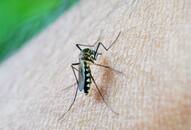 Rising Concerns: Dengue's Threat to the Brain and Nervous System NTI