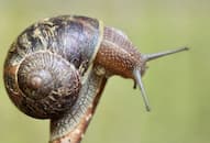 Kerela: African Snails Pose New Challenges for Farmers in Kottayam, Kerala, check detail NTI