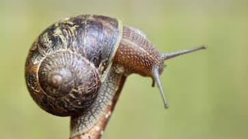 Kerela: African Snails Pose New Challenges for Farmers in Kottayam, Kerala, check detail NTI