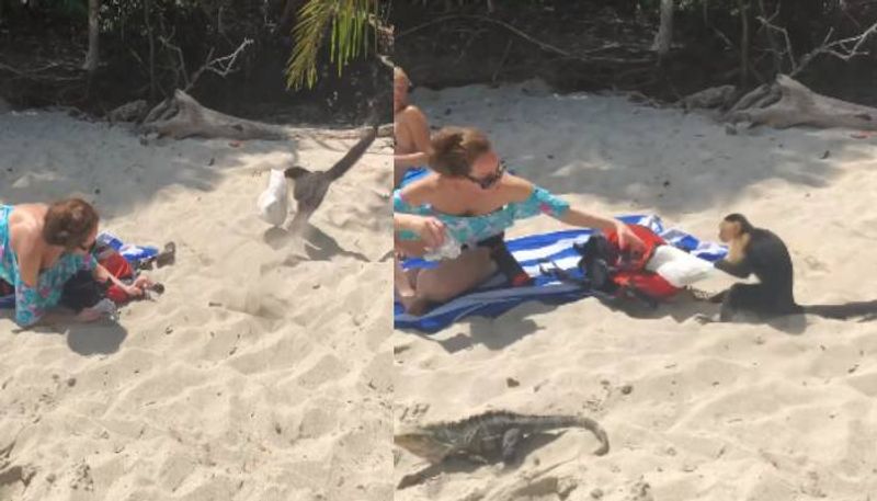 monkey stealing food from woman in beach