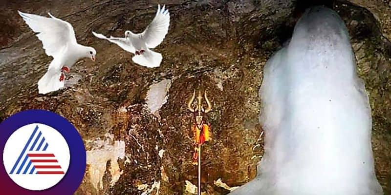 The Fascinating Tale of Immortal Pigeons in Amarnath Cave pav