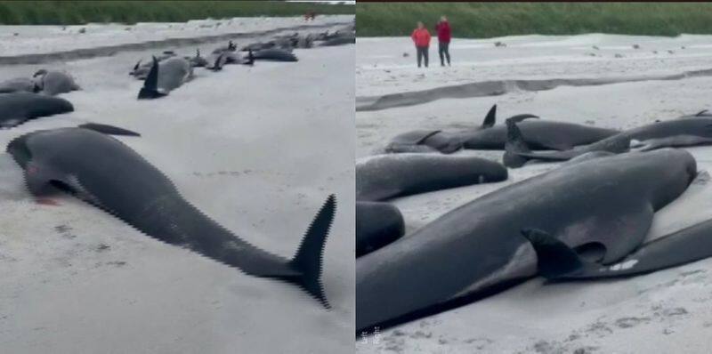 entire pod of 77 whales die in mass stranding biggest mass stranding for decades