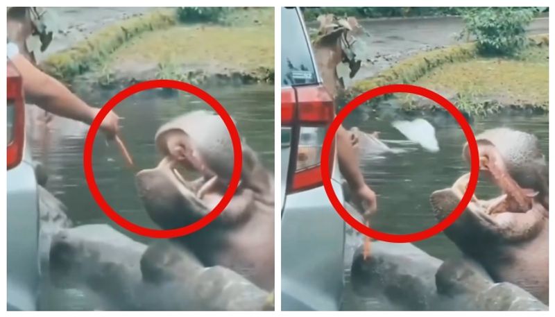 Video of visitor throwing plastic bag containing garbage into hippos mouth goes viral