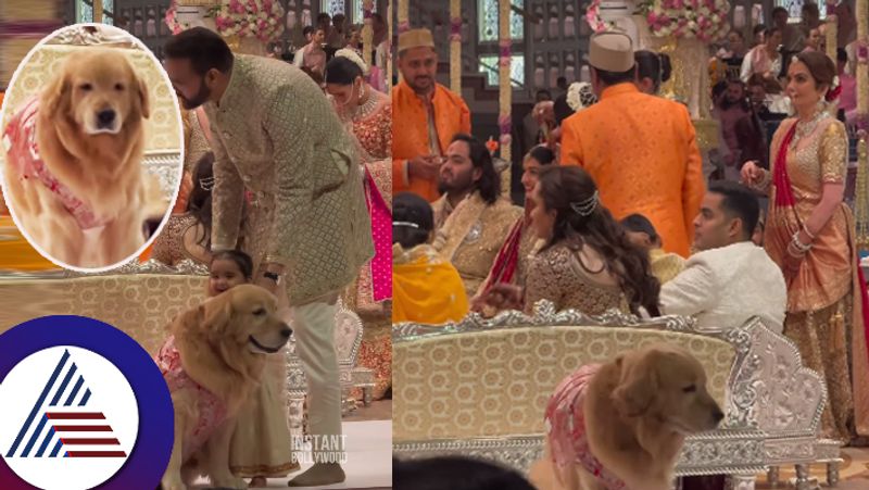 Ambani family member dog Happy glitters in silk at Anant and Radhika wedding suc