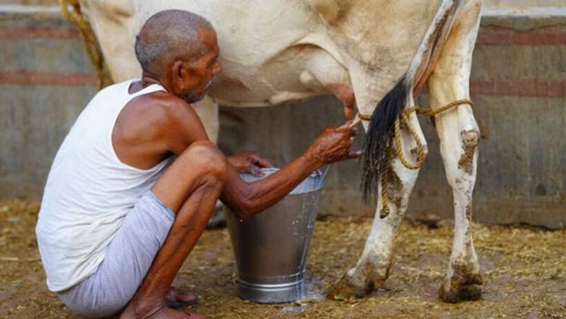 अब पशुपालकों की इनकम होगी डबल  UP में योगी गर्वनमेंट अगस्त में लांच करने जा रही ये खास स्कीम जाने डिटेल