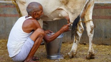 Milk production increases Uttar Pradesh A-help program Yogi Government  Farmers will benefit