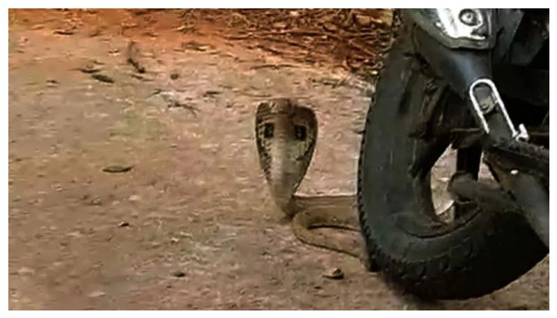 Auto Driver Dies Due to Snake Bite in Hassan grg 