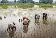 PM Kisan Yojana: PM Modi Releases 17th Installment of PM-Kisan from Kashi; Check Your Status NTI