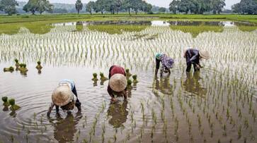 PM Kisan Yojana: PM Modi Releases 17th Installment of PM-Kisan from Kashi; Check Your Status NTI