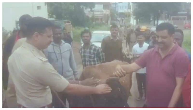 Chikkamagaluru SP Vikram Amate caught cattles in roads nbn