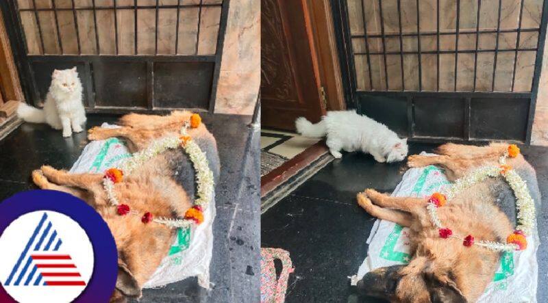 Cat tears after death of German Shepherd dog in home at dharwad rav