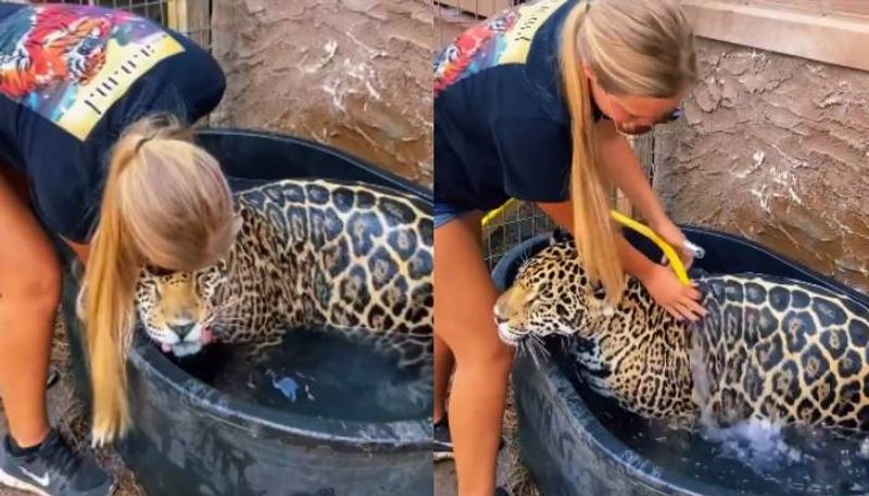 9.4 million views woman gives bath to Jaguar shocking video 