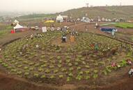 indore sets world record planting trees 