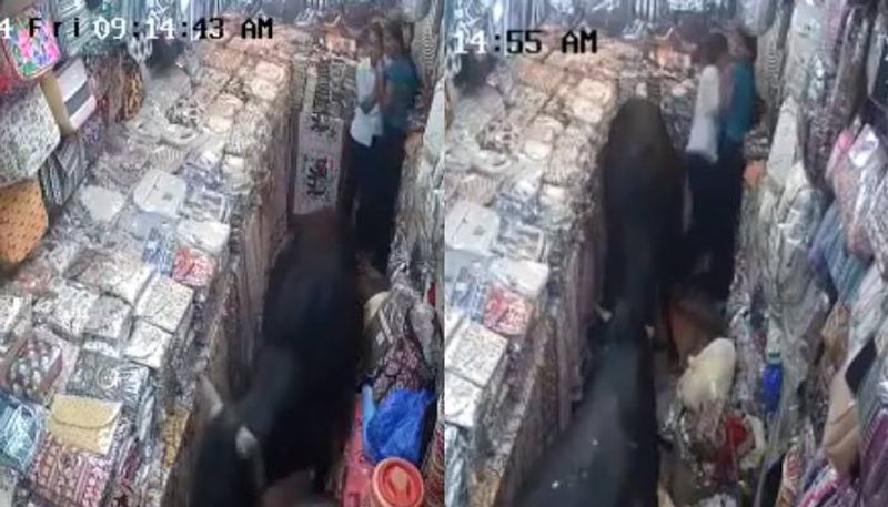 fighting bulls entering into a shop two girls trapped video 