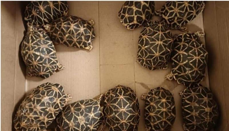 carton box carried by a passenger to a foreign country opened by customs officials found 138 star tortoises