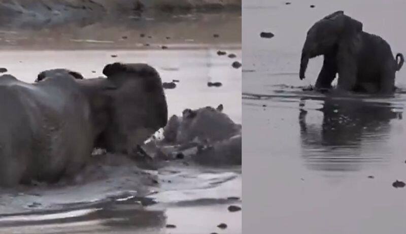 Mother Elephant quick action to protect baby elephant from hippo attack viral video ckm