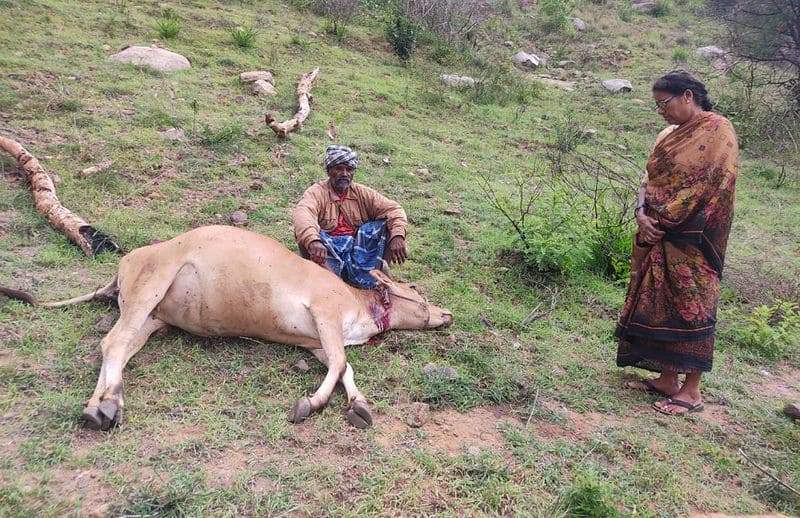 chamarajanagar district villagers in fear of tiger attack gvd