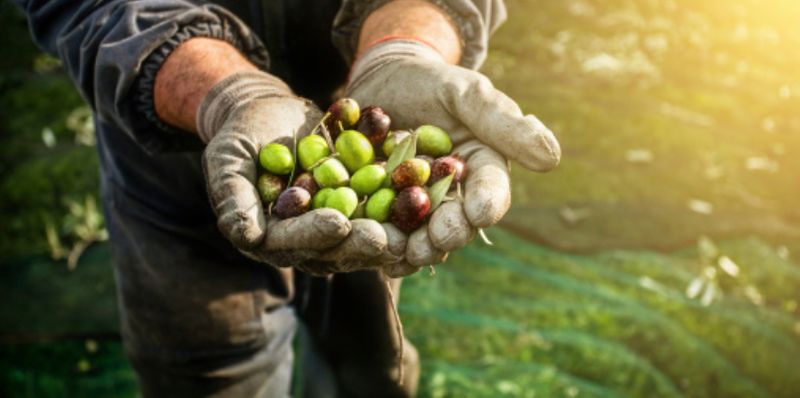 33 Indian farm labourers have been freed from slavery in Italy two indians arrested 