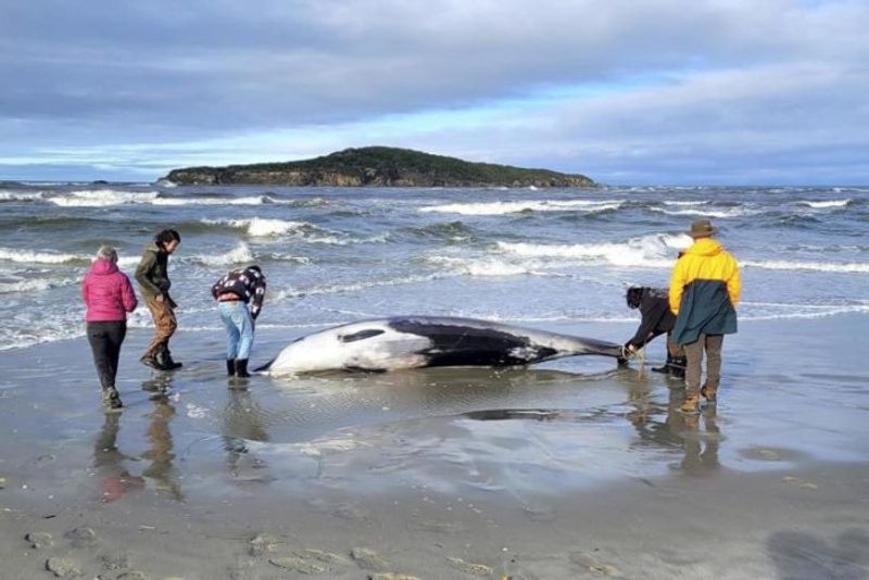 Worlds rarest spade-toothed whale, measuring 16.4 feet long, washes ashore on New Zealand beach (WATCH) snt