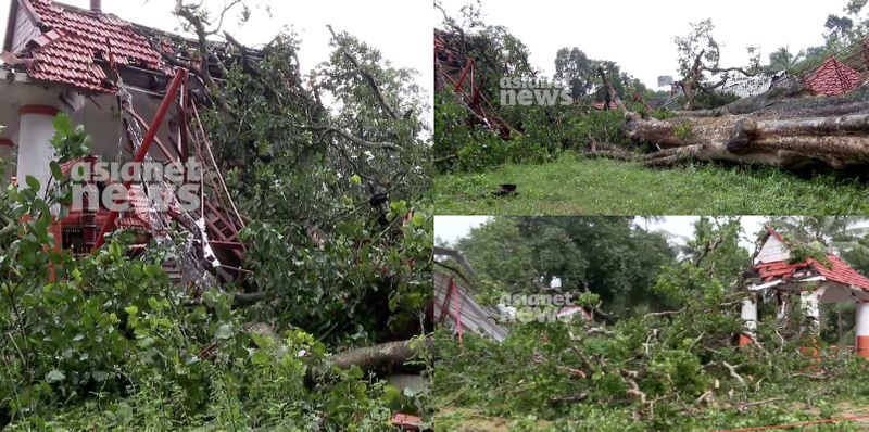 500 year old tree kanjiram uprooted in heavy rain and wind and fell on temple in kottayam