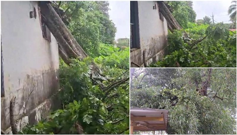 tree fell on the morchary of kottayam district hospital kerala rains updates 