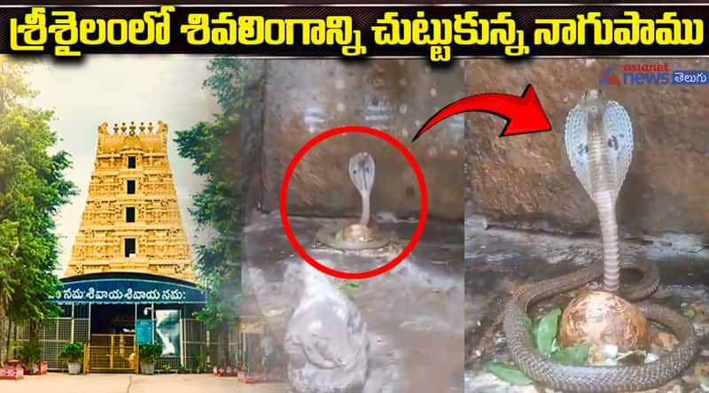 King Cobra Snake Spotted at Shiva Lingam in Srisailam