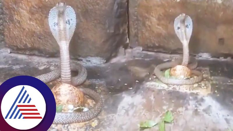 Cobra Guard shiv Ling in Srisailam temple devotees capture Shiv Darshan video ckm