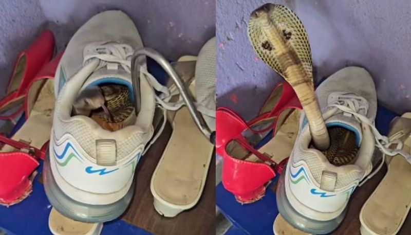 cobra in shoe video went viral 