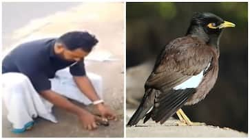 Kerala: Heartwarming video of man saving Myna by performing CPR goes viral (WATCH) RTM