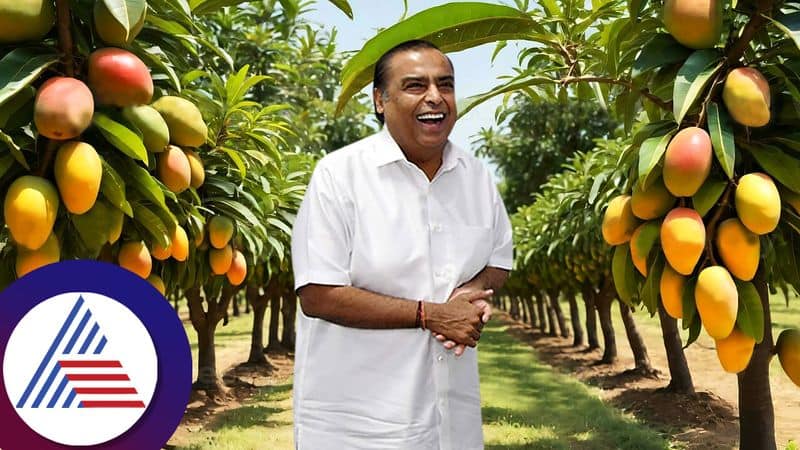 industrialist mukesh ambani world's largest mango orchard Farm in Jamnagar gow