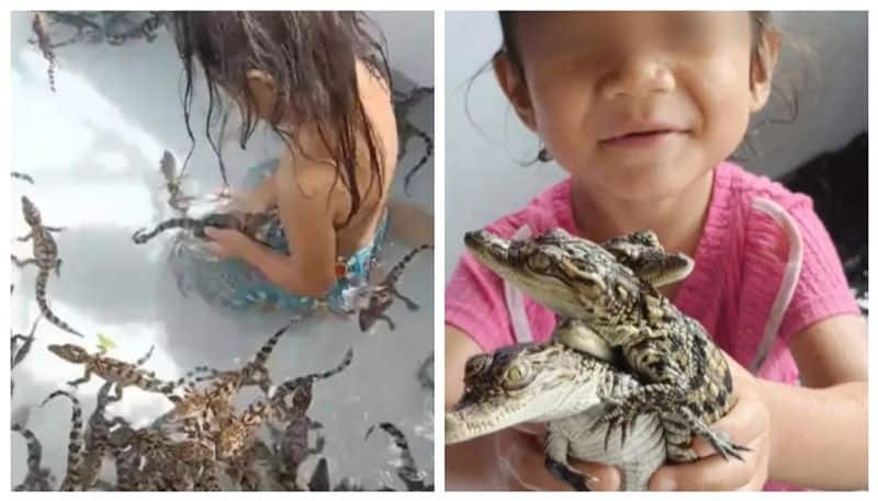 Social media is surprised that a mother allowed her 4 year old daughter to play in the pool with 200 crocodile cubs 