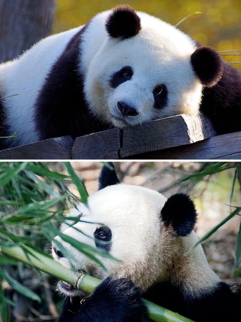 Giant Pandas: 7 places where you can find these fur babies ATG EAI